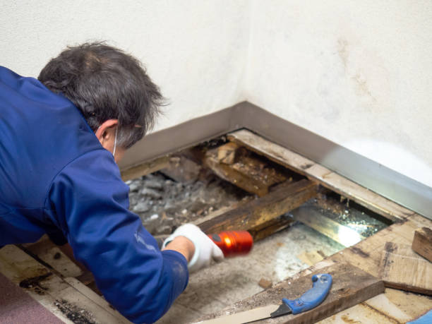 Best Mold Damage Repair  in Forest View, IL