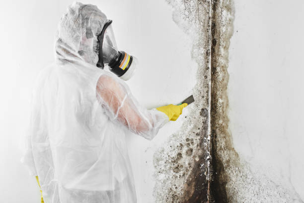 Best Mold Damage Repair  in Forest View, IL