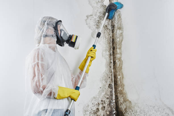 Mold Removal and Inspection in Forest View, IL