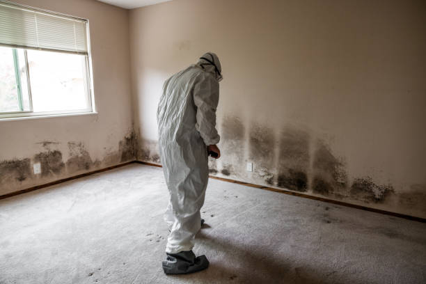 Home Mold Removal in Forest View, IL